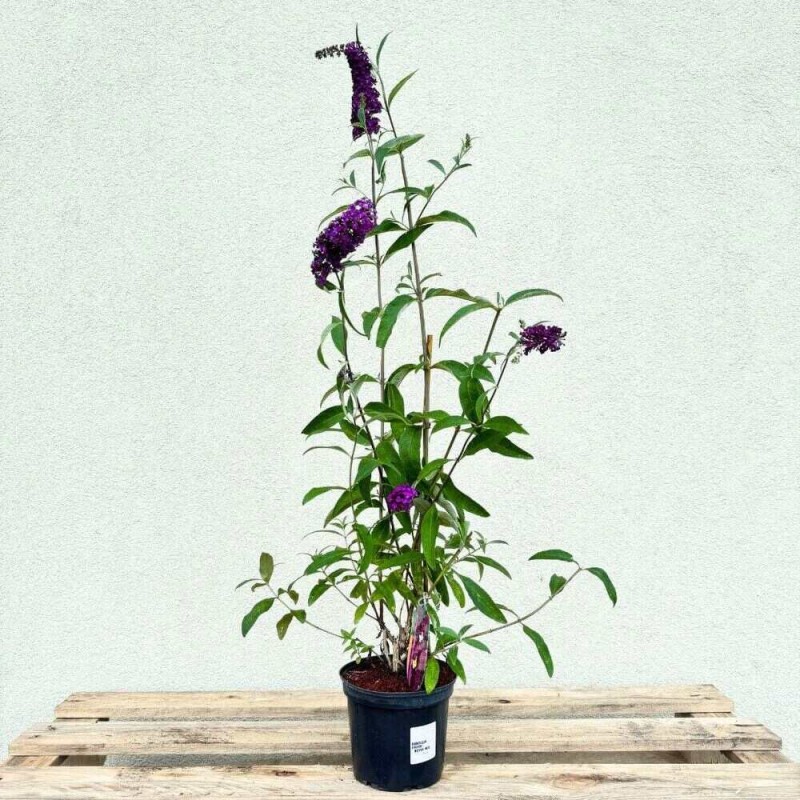 Budleja dawida royal Red sadzonka cena