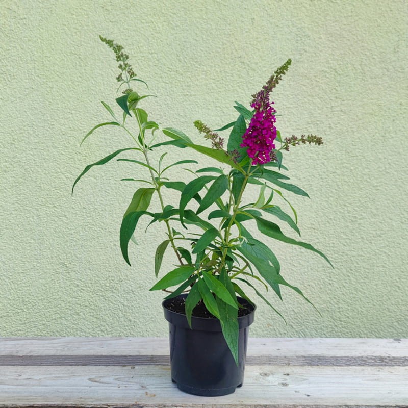 buddleja nahno purple sadzonka cena