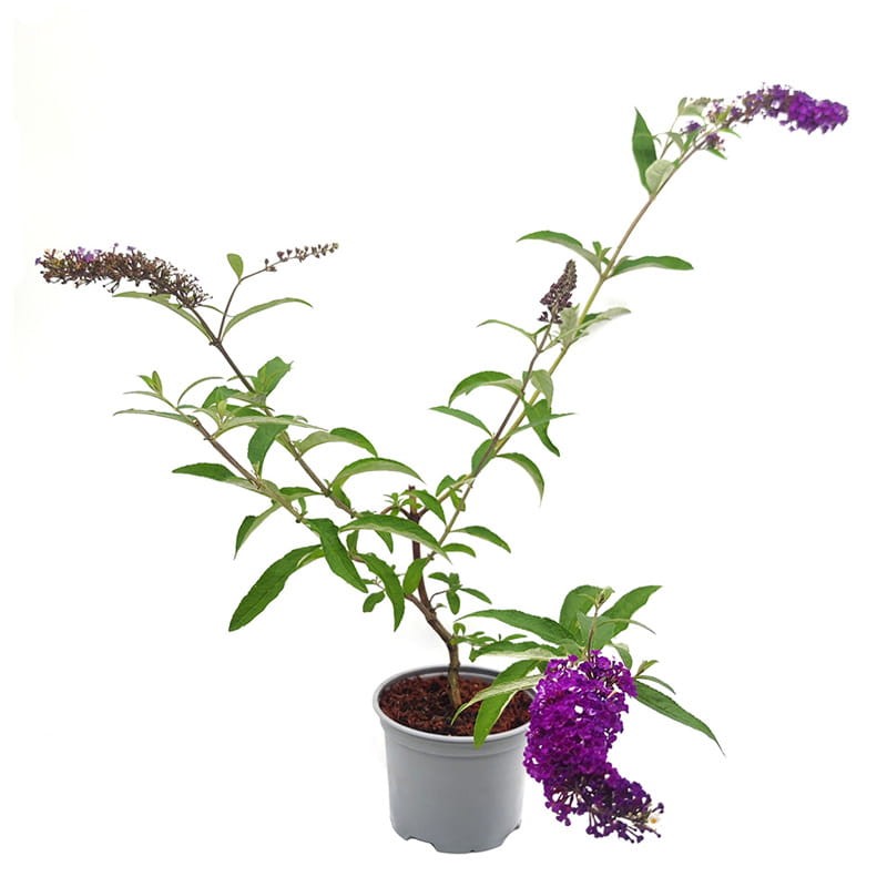 budleja berry and cream sadzonka cena