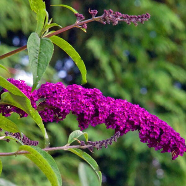 budleja royal red motyli krzew gdzie sadzić