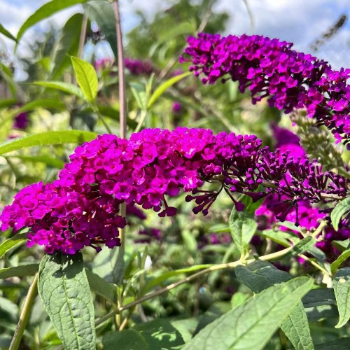 Budleja davidii ROYAL RED sadzonka C2