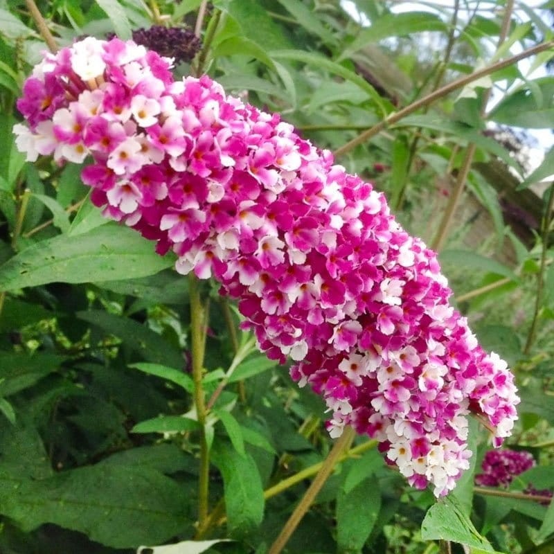buddleja berries and creme sadzonki sklep