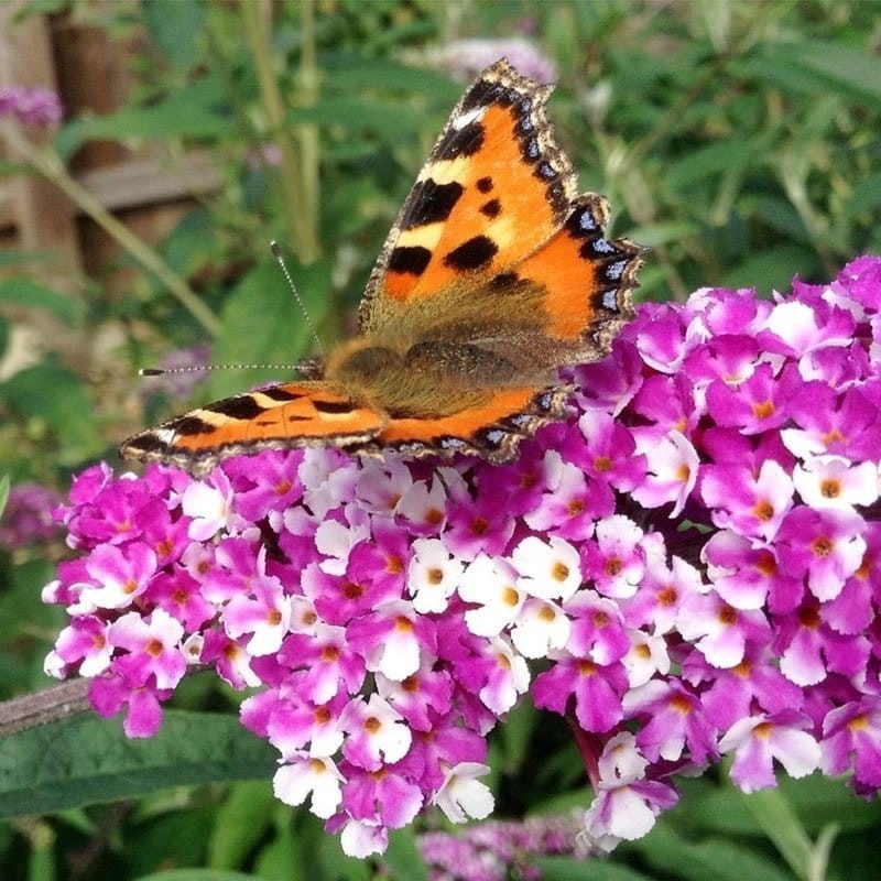 buddleja berries and cream motyli krzew