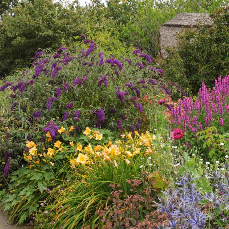 buddleja nahno purple kiedy sadzić