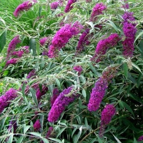 Budleja dawida NAHNO PURPLE sadzonka P9/C1