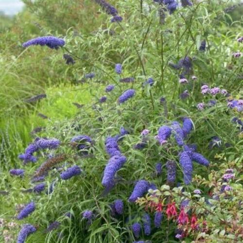 Budleja dawida NAHNO BLUE sadzonka C1/C2