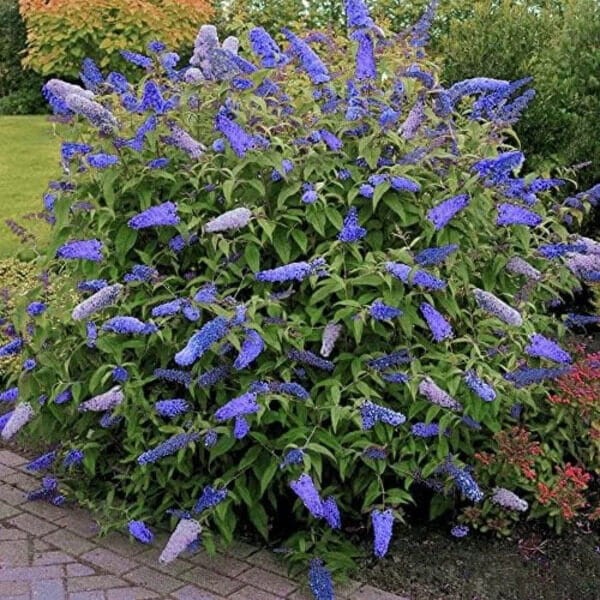 buddleja niebieska nahno blue gdzie sadzić