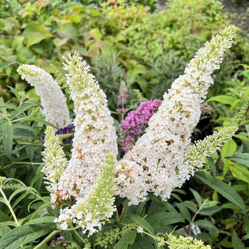 Budleja davidii White Profusion Sadzonka