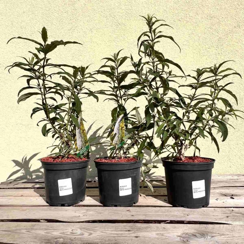 Budleja davidii White Profusion Sadzonki cena