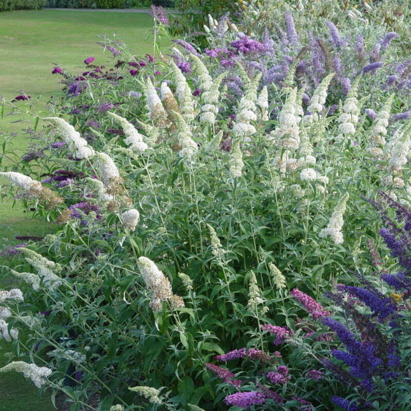Budleja davidii White Profusion jak sadzić