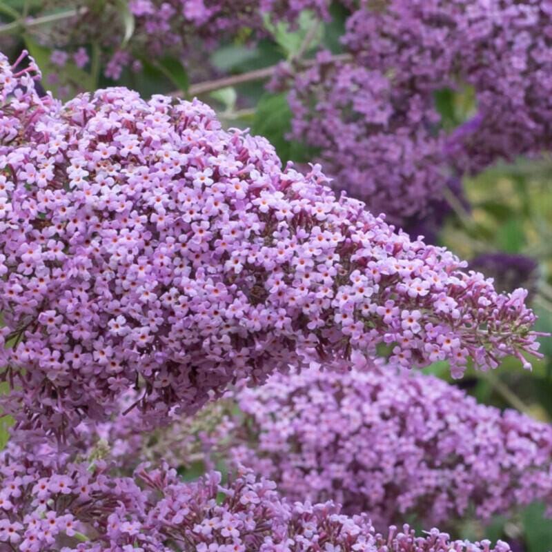 Buddleja davidii GULLIVER sadzonki sklep
