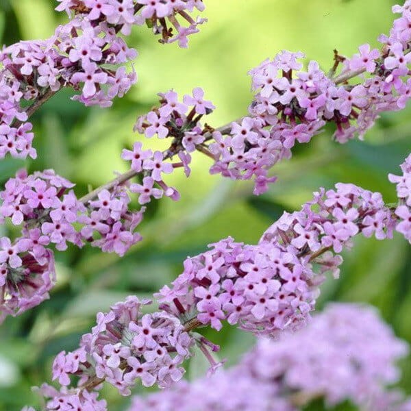 Budleja skrętolistna pielęgnacja stanowisko cięcie