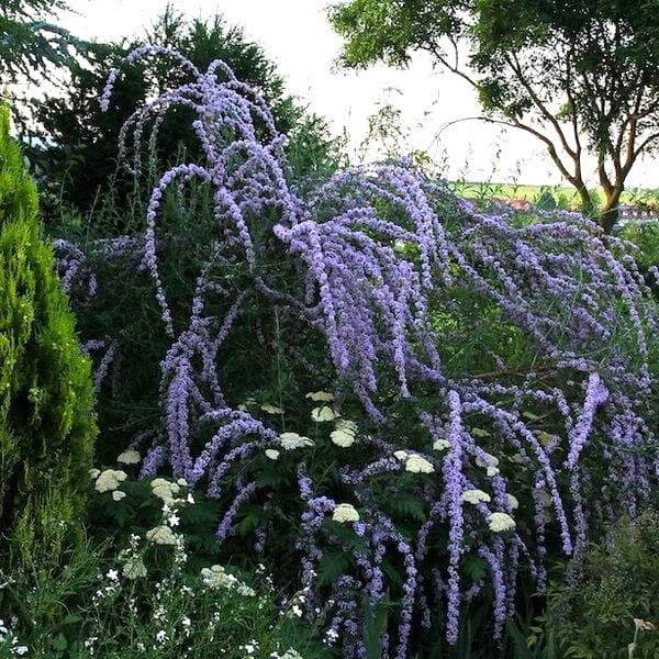 Budleja skrętolistna Sadzonka Buddleja alternifolia