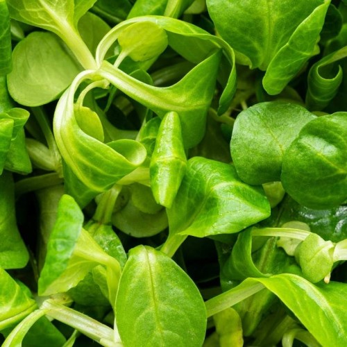 Microgreens - Cykoria liściowa 3g