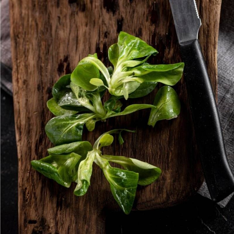 Microgreens cykoria liściowa 3g nasiona (3).jpg