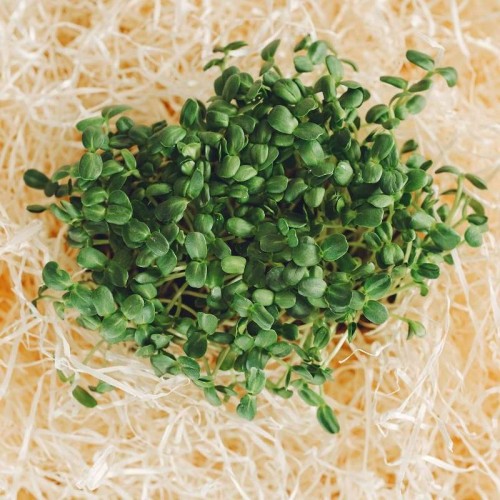 Microgreens - Gorczyca sarepska 3g