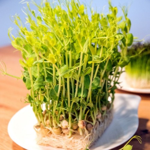 Microgreens Groch łuskowy Boogie 20g