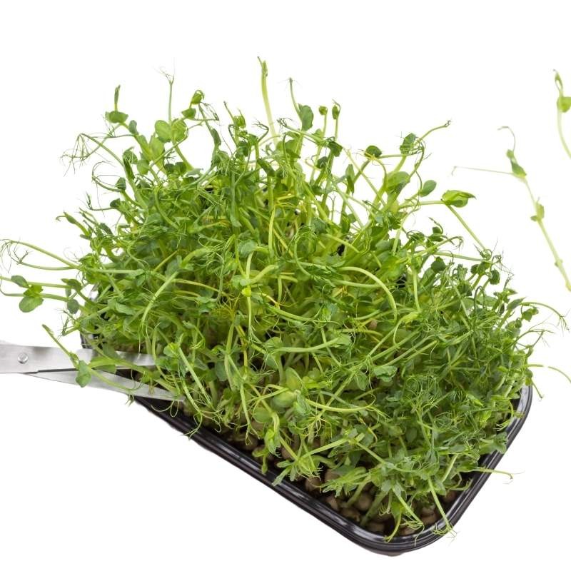 Microgreens groch łuskowy Boogie 20g nasiona (3).jpg