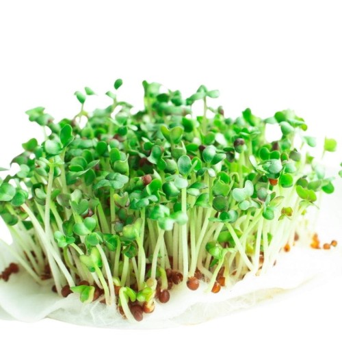 Microgreens - Jarmuż Scarlet śr.wys. czerwony kędzierzawy 3g