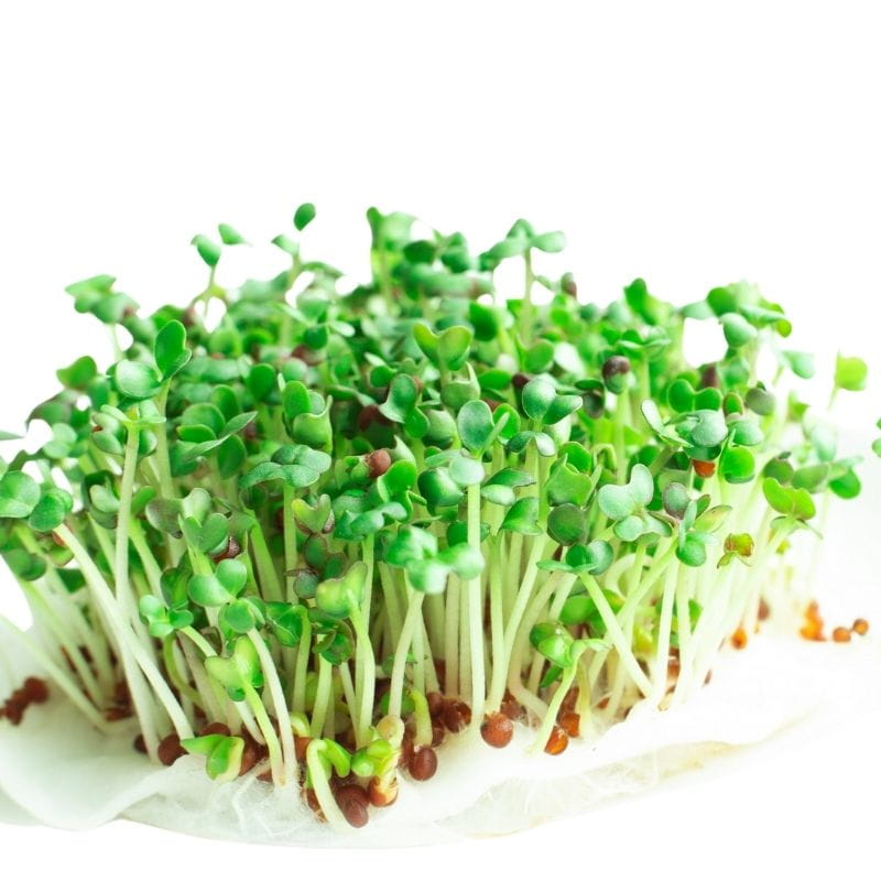 Microgreens jarmuż Scarlet śr.wys. czerwony, kędzierzawy 3g nasiona (1).jpg