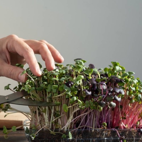 Microgreens - Kapusta Mizuna mieszanka odmian 2g