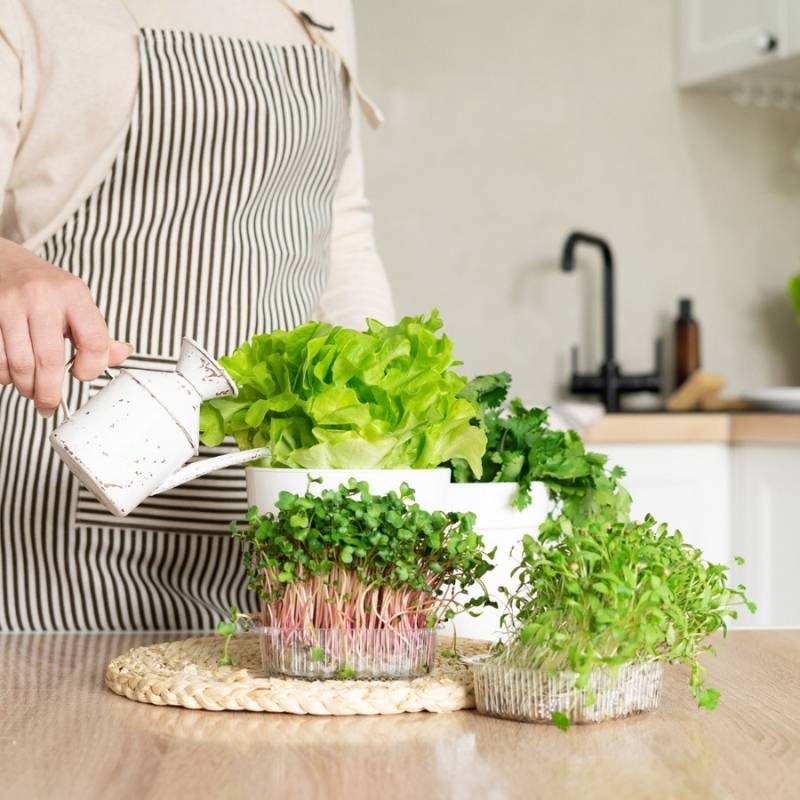 Microgreens kapusta Mizuna mieszanka odmian 2g nasiona (3).jpg
