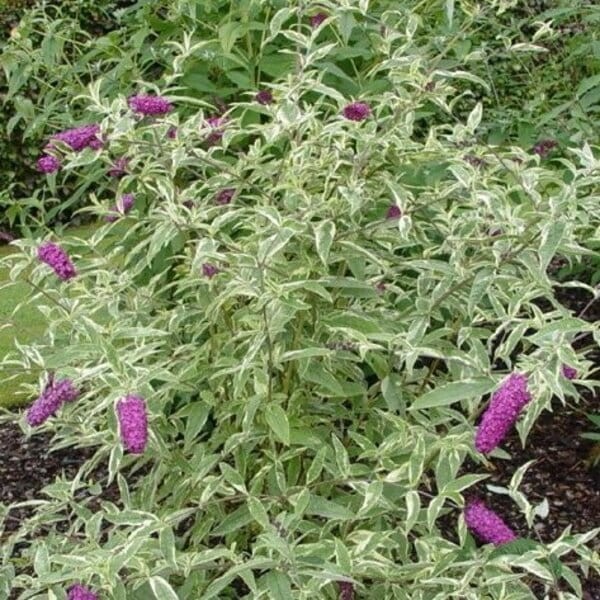 Budleja dawida harlekin co zrobić żeby kwitła