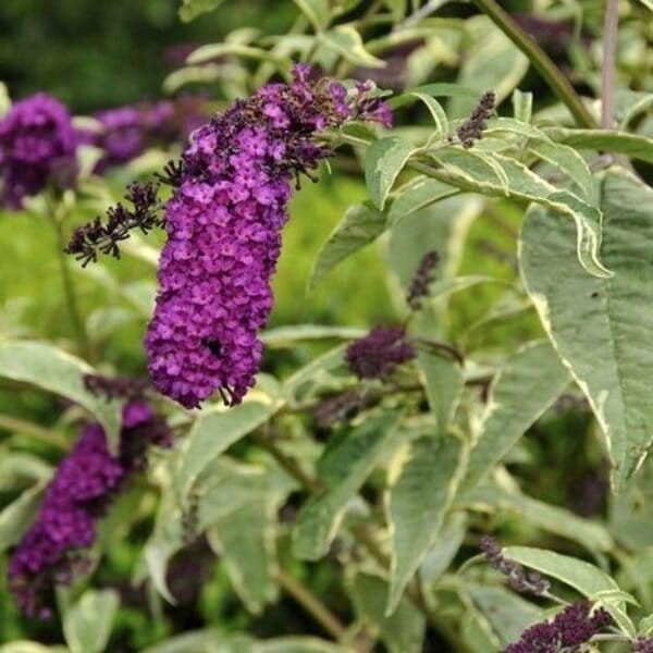 Budleja dawida harlekin sadzonki sklep