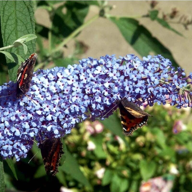 Budleja niebieska Lochinch Buddleja davidii sadzonki