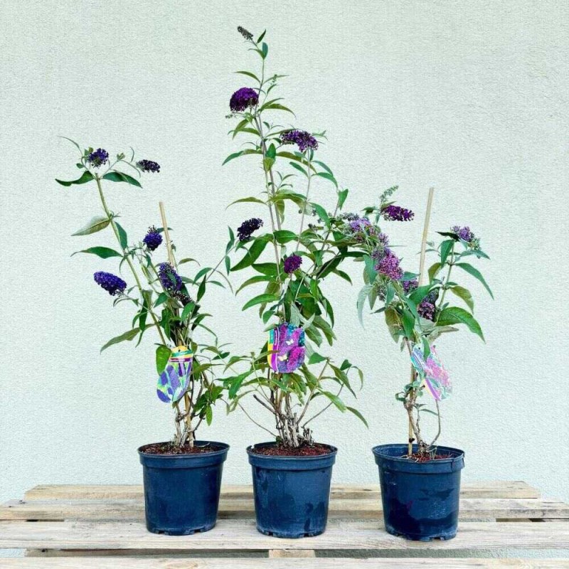 Budleja niebieska Lochinch Buddleja davidii sadzonka w donicy