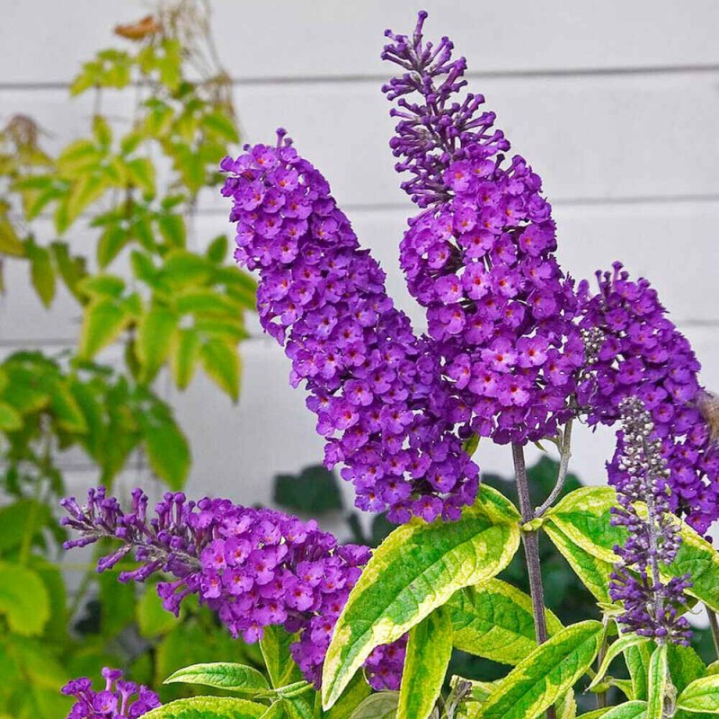 Buddleja davidii santana sadzonki sklep