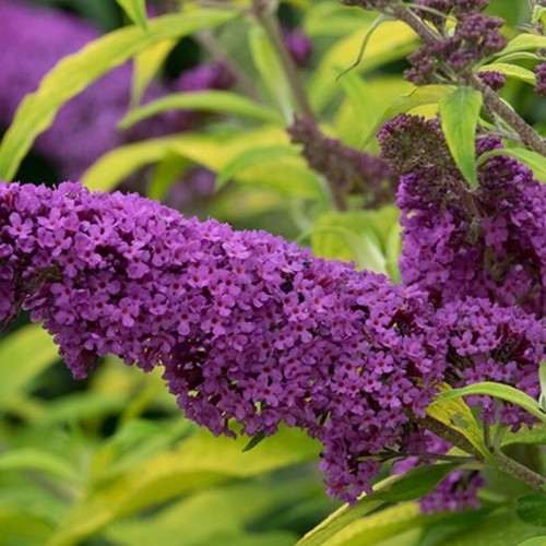 Budleja dawida MOONSHINE sadzonka C1