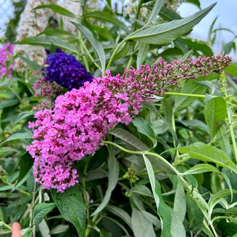 budleja dawida pink delight zimowanie