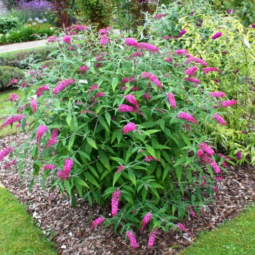 Budleja davidii PINK DELIGHT sadzonka C2