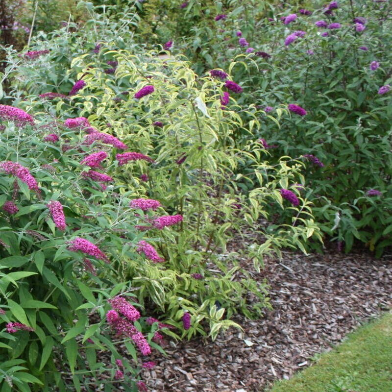 Buddleja davidii moonshine jak sadzić
