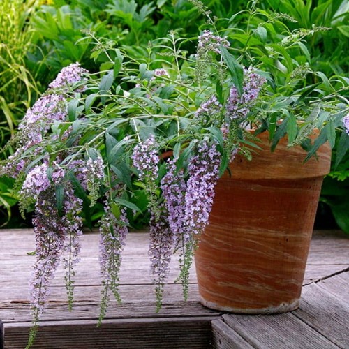 Budleja fioletowa WISTERIA LANE sadzonka C2