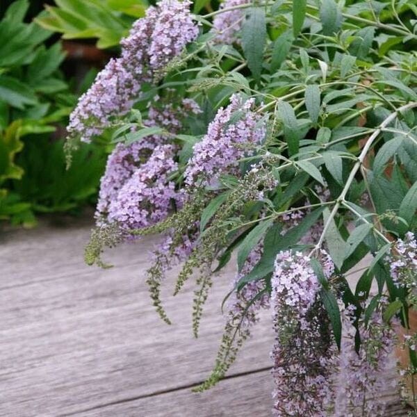 Budleja karłowa  wisteria lane do donicy