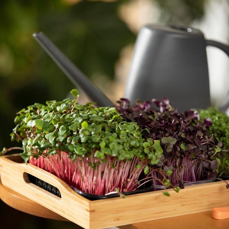 Microgreens kapusta głowiasta czerwona 4g nasiona (3).jpg