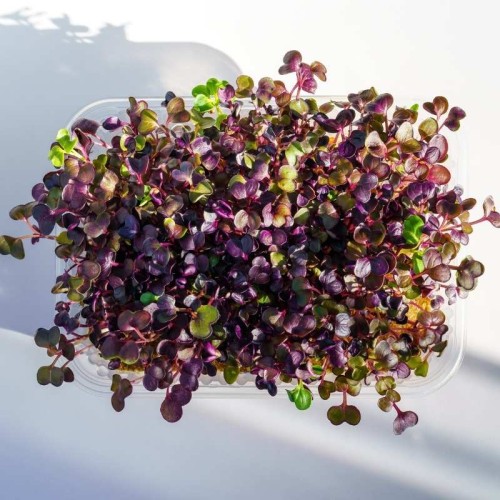 Microgreens - Kapusta głowiasta czerwona 4g