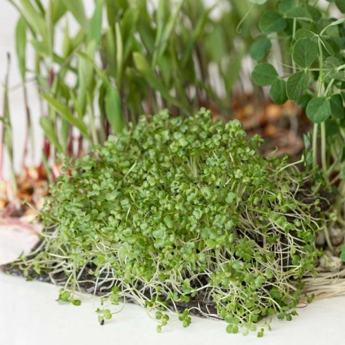 Microgreens - Ogórecznik lekarski 20g