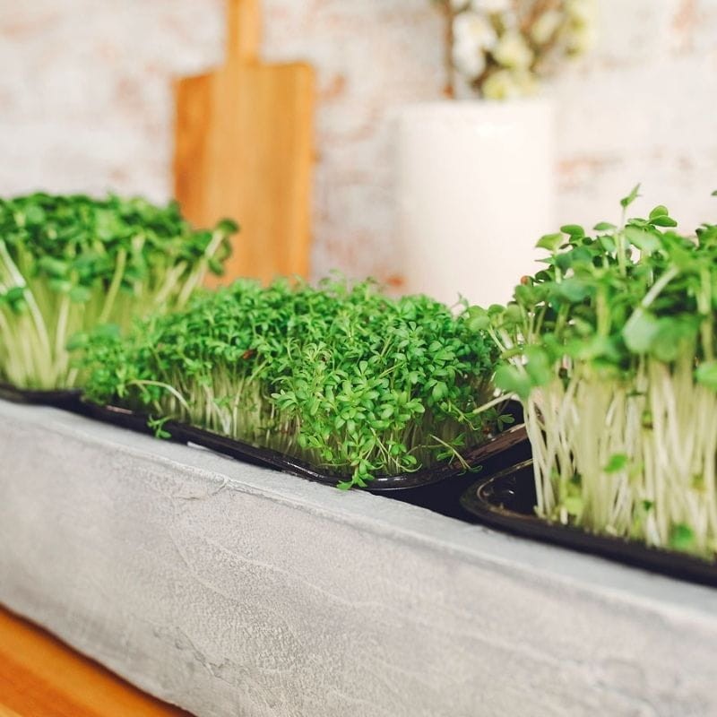 Microgreens ogórecznik lekarski 20g nasiona (3).jpg