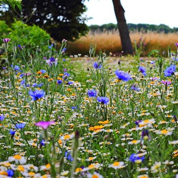 Kwietna łąka Mieszanka kwiatów polnych nasiona 100g (3).jpg