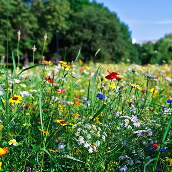 Eko Bomba Ogrodnika - Kule kwietne z biohumusu (1).jpg