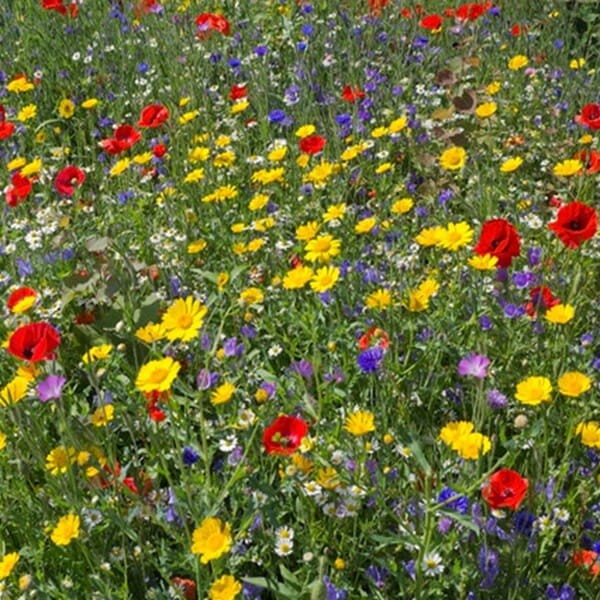 Eko Bomba Ogrodnika - Kule kwietne z biohumusu (2).jpg