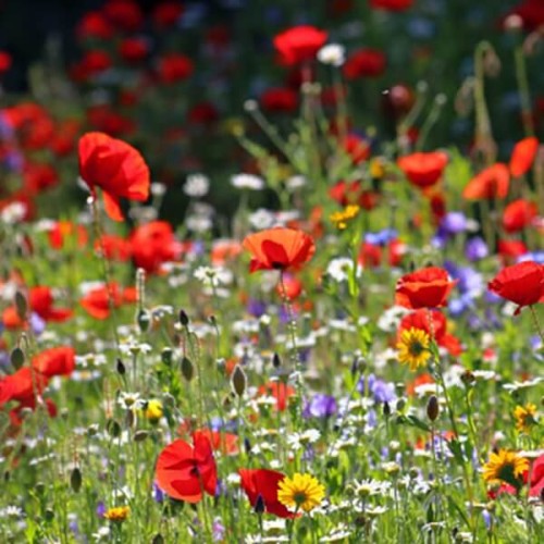 Kwietny trawnik z kwiatów polnych nasiona 500g