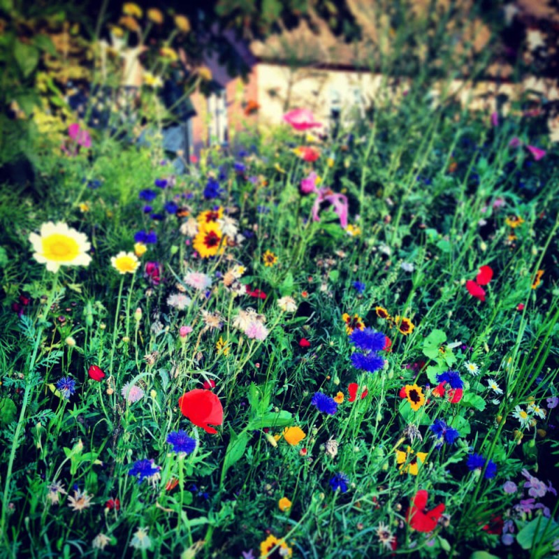 Kwietna łąka Mieszanka bylinowa miododajna na TERENY PODMOKŁE nasiona 1kg  (3).jpg