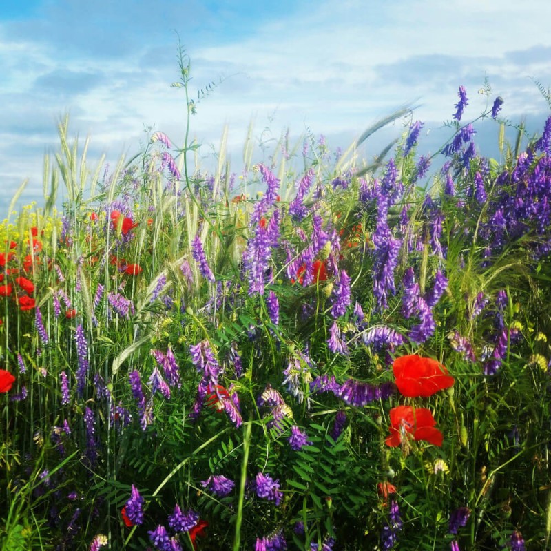 Kwietna łąka Mieszanka bylinowa miododajna na TERENY PODMOKŁE nasiona 1kg  (1).jpg