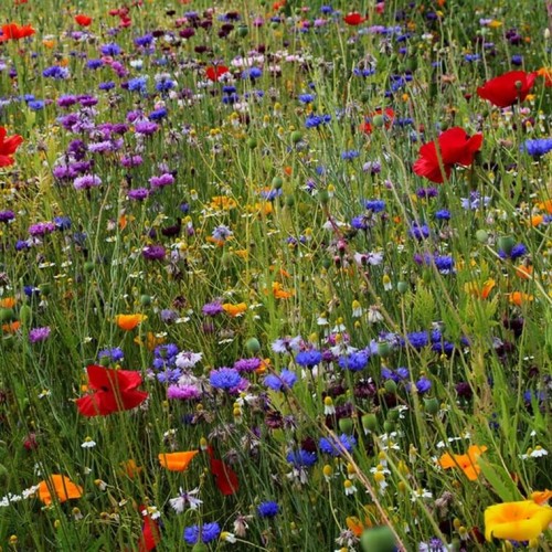 Kwietna łąka miododajna na tereny suche nasiona 100g