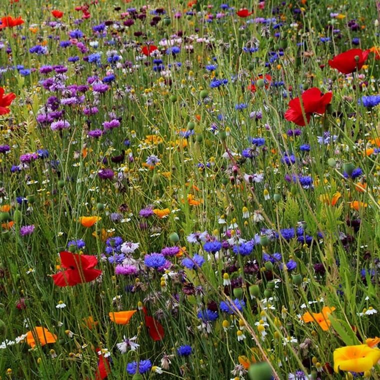 Kwietna łąka Mieszanka bylinowa miododajna na TERENY SUCHE nasiona 100g (1).jpg