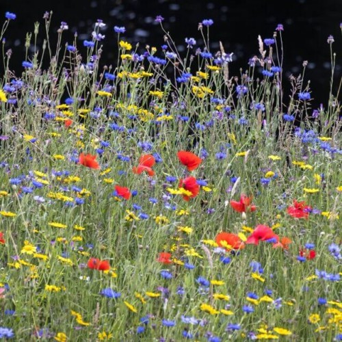Kwietna łąka Mieszanka roślin dziko rosnących nasiona 125g